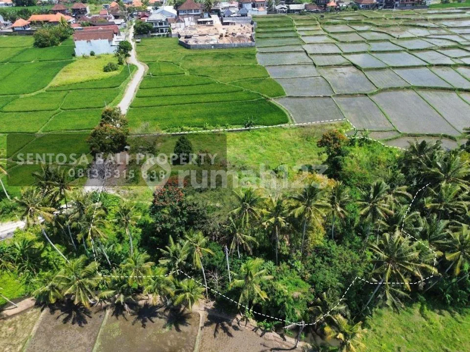 Tanah View Sawah di Lodtunduh Ubud 4018MÂ² - Image 3 of 4