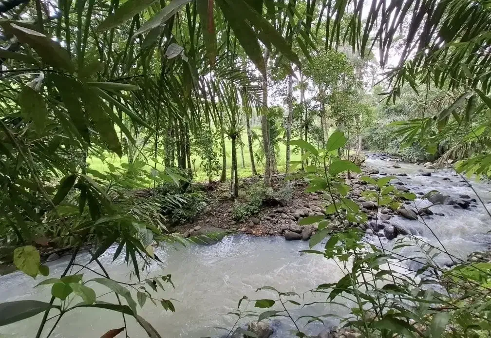 Dijual tanah kebun los sungai dengan view sawah terasering - Image 5 of 8