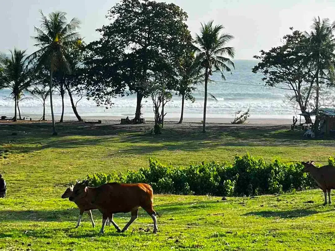 dijual tanah Los pantai kelecung tabanan bali - Image 1 of 10