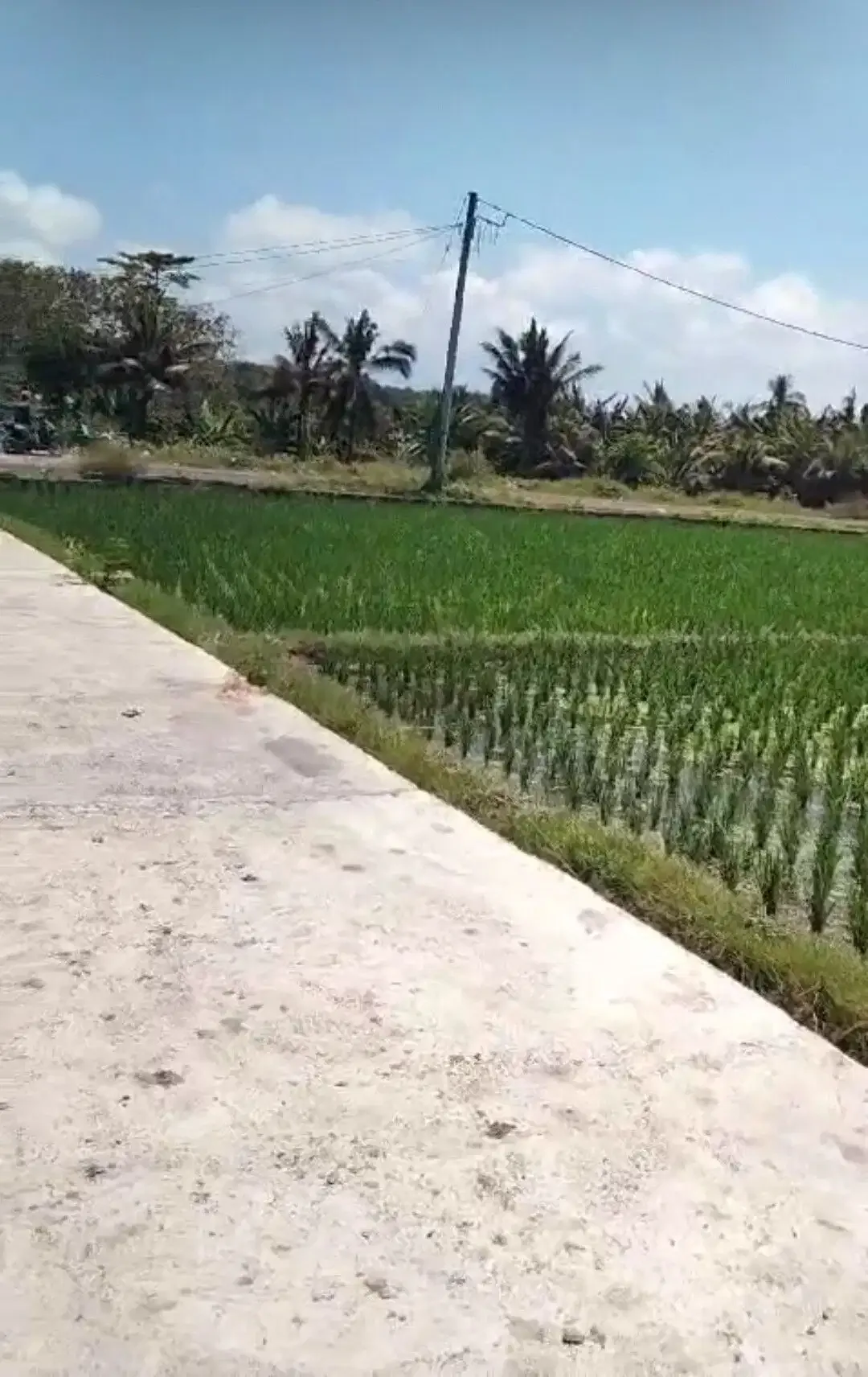 BUC 5 are View Pantai dan sawah di Lebih Gianyar Bali - Image 1 of 6