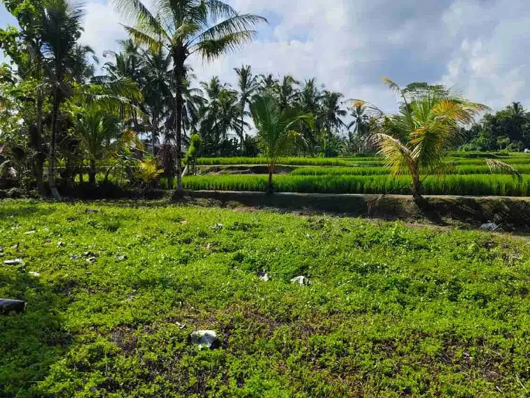 Lahan Tegalalang Ubud 5100 m², View Sawah dan Sungai Alami - Image 2 of 10