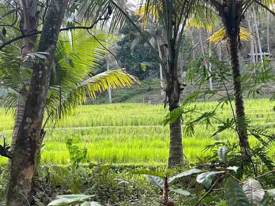jual tanah kebun view sawah los sungai di tabanan bali - Image 7 of 10