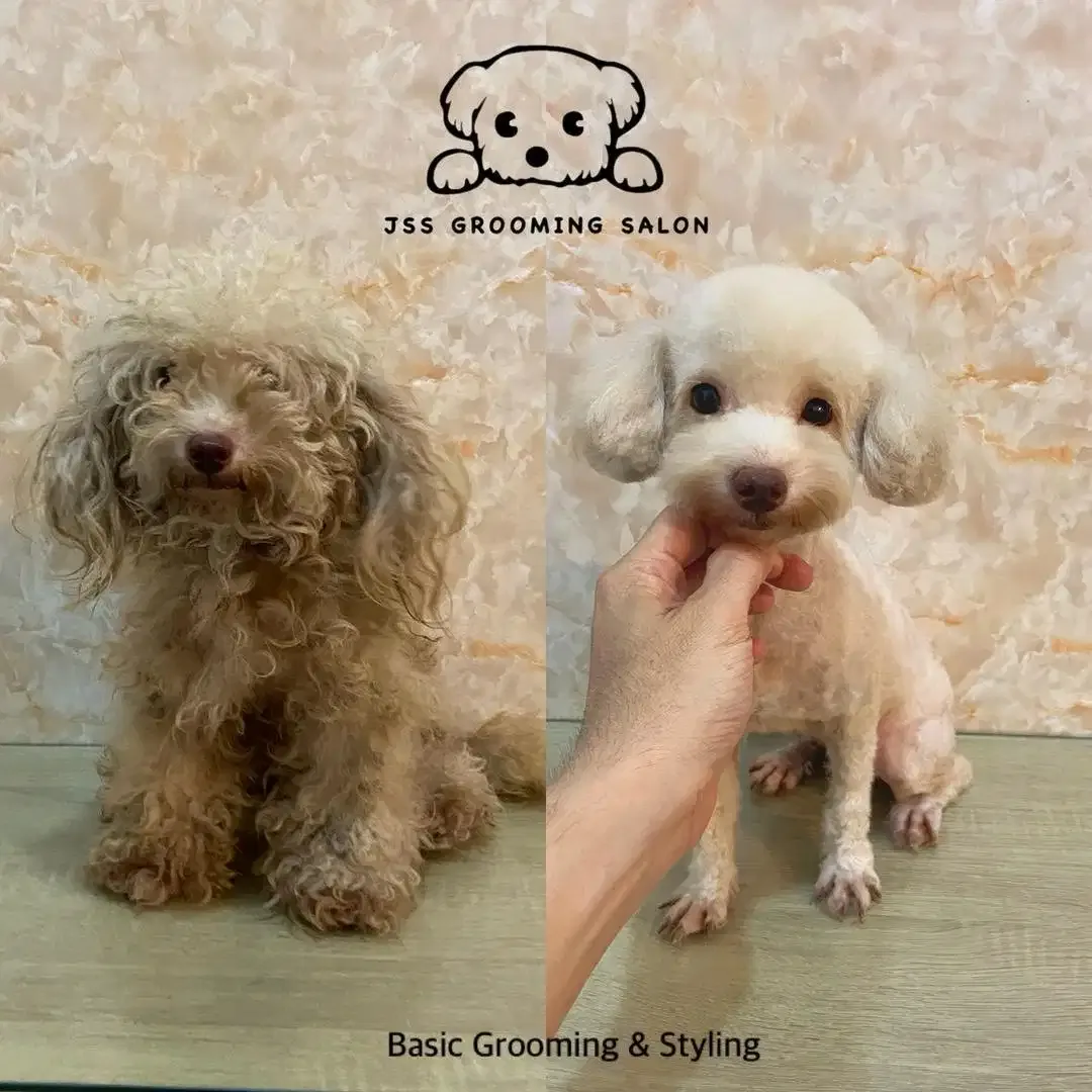 Grooming internasional - Image 3 of 4