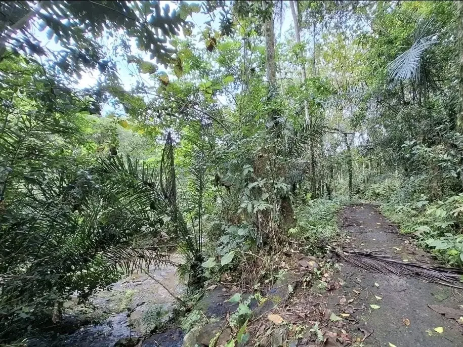 Tanah kebun view sungai sangat murah di tabanan - Image 3 of 7