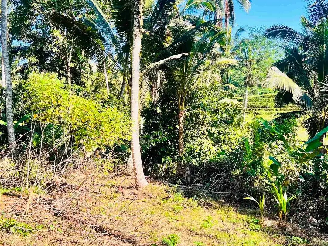 jual tanah Luas 950 m² harga 380 juta global, kawasan villa jarang ada, di tabanan bali. - Image 3 of 10