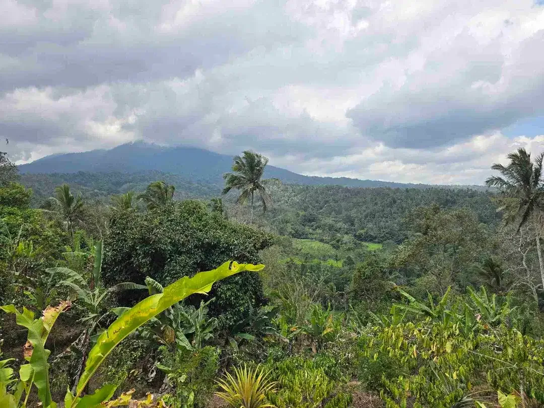 Dijual tanah bonus villa dengan view gunung sawah dan lembah di bali - Image 2 of 10