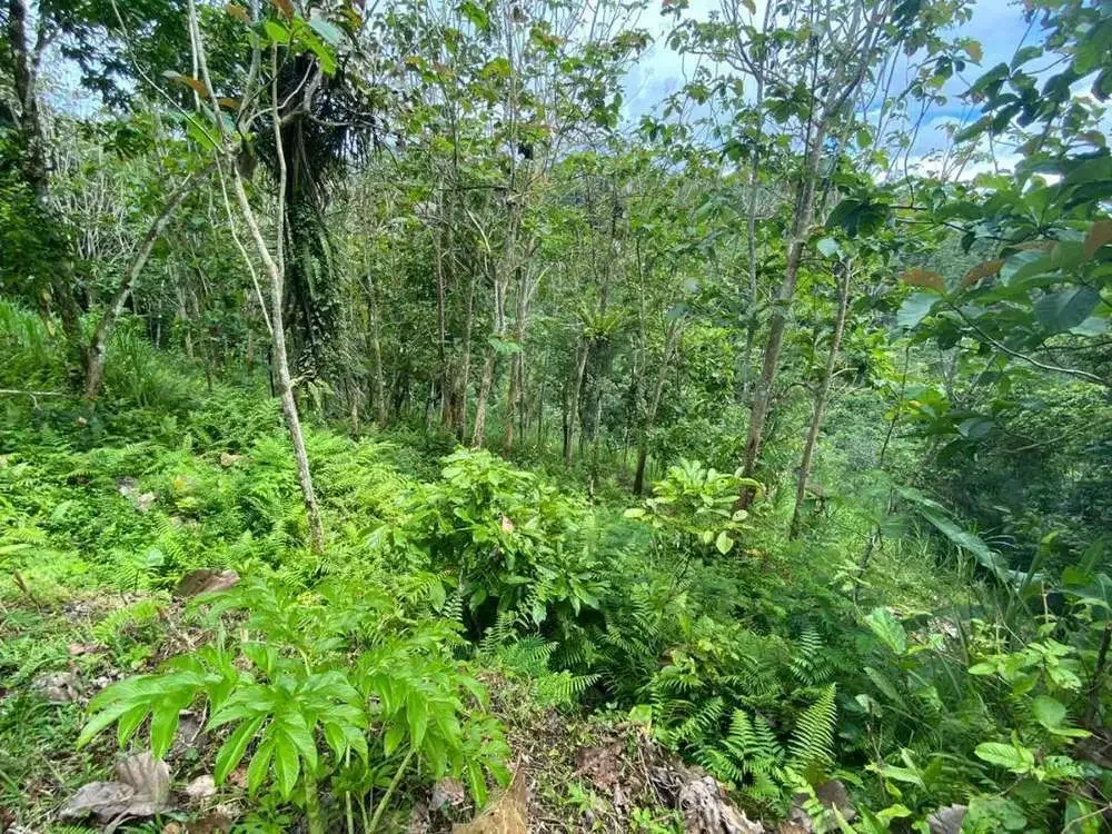 DIJUAL TANAH VIEW LEMBAH SUNGAI DI GIANYAR - Image 1 of 9