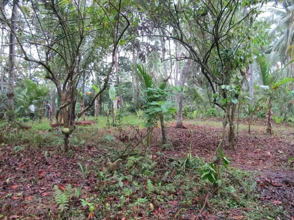 Tanah Tebing Dengan Panorama Hutan Dan Sungai di Ubud Bali - Image 6 of 10