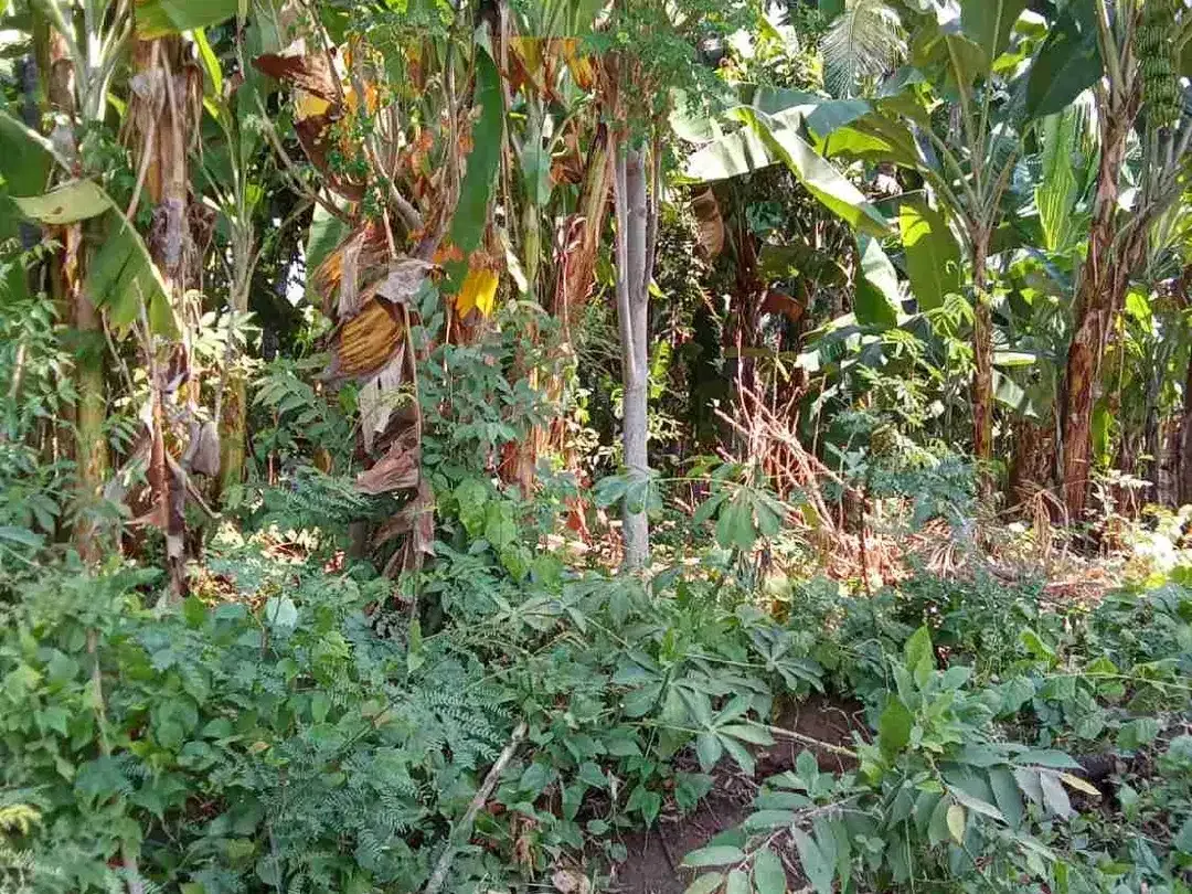 Jual Tanah 10.000 m² Siap Bangun Lovina - Bali - Image 1 of 5