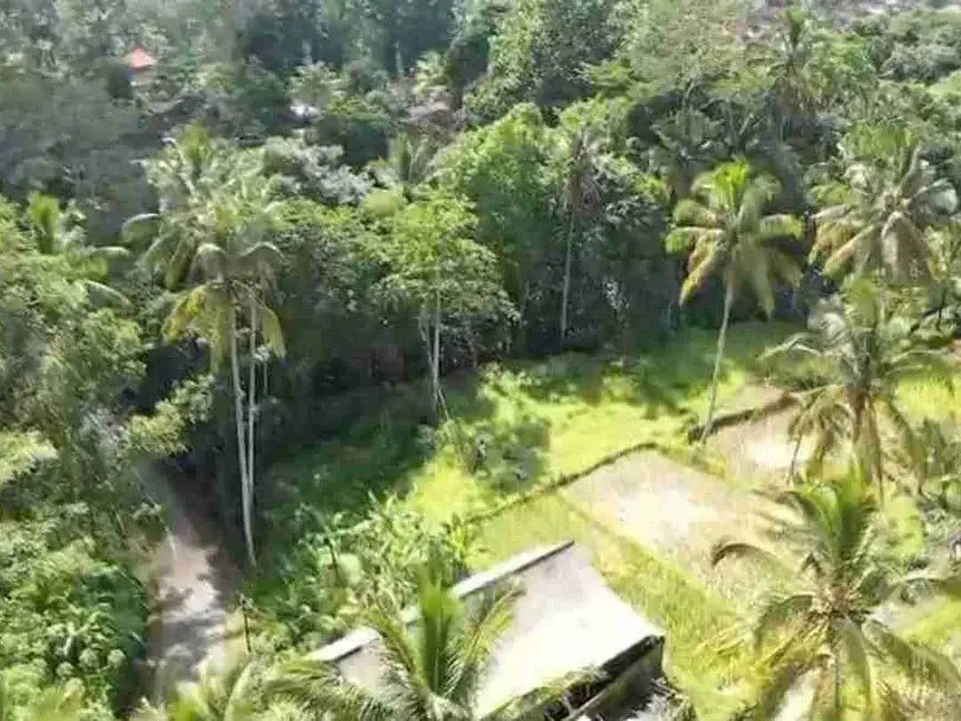 Tanah Murah Los Sungai Zona Kenderan Tegalalang Ubud Bali - Image 5 of 10