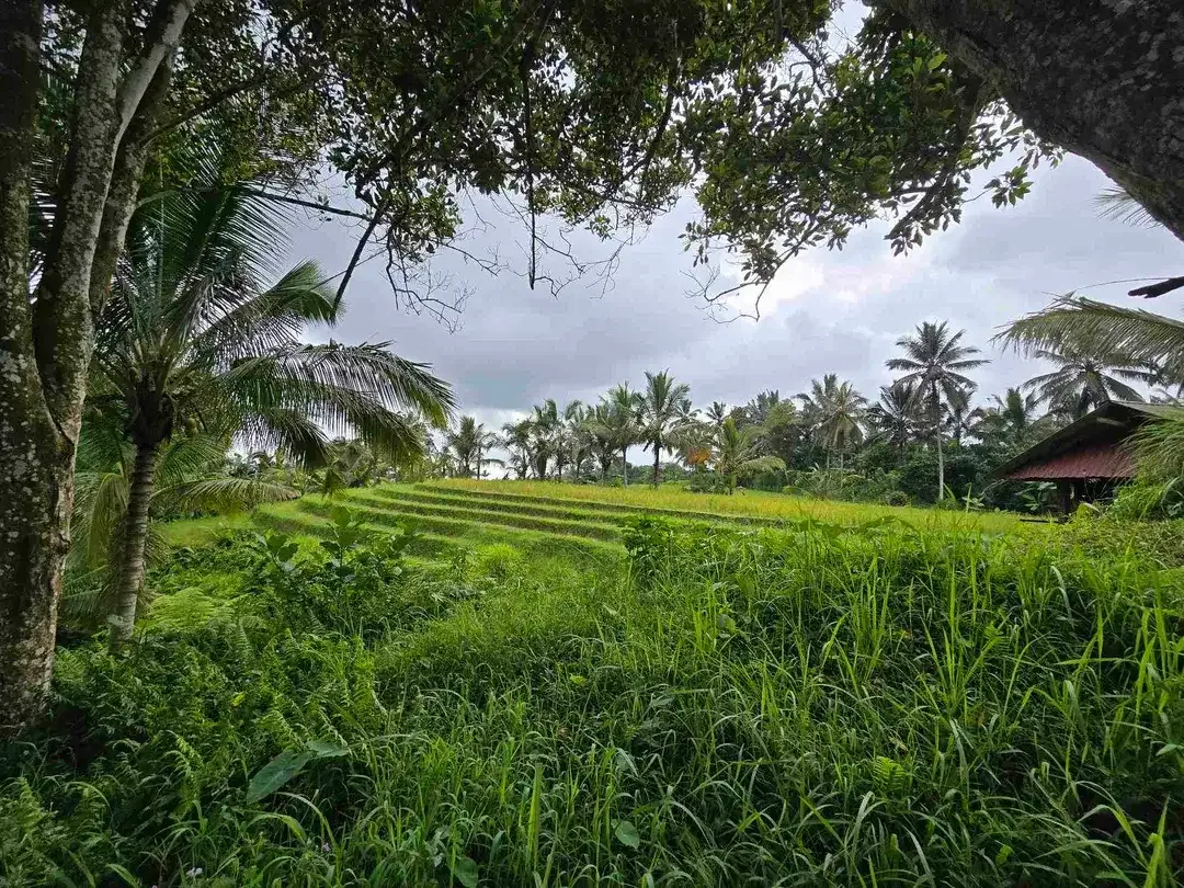 Dijual tanah view sawah. gunung .lembah dan los sungai di tabanan bali - Image 4 of 10