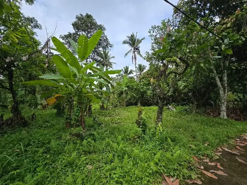 DIJUAL TANAH KEBUN  view sawah terasering di penebel tabanan bali - Image 3 of 9