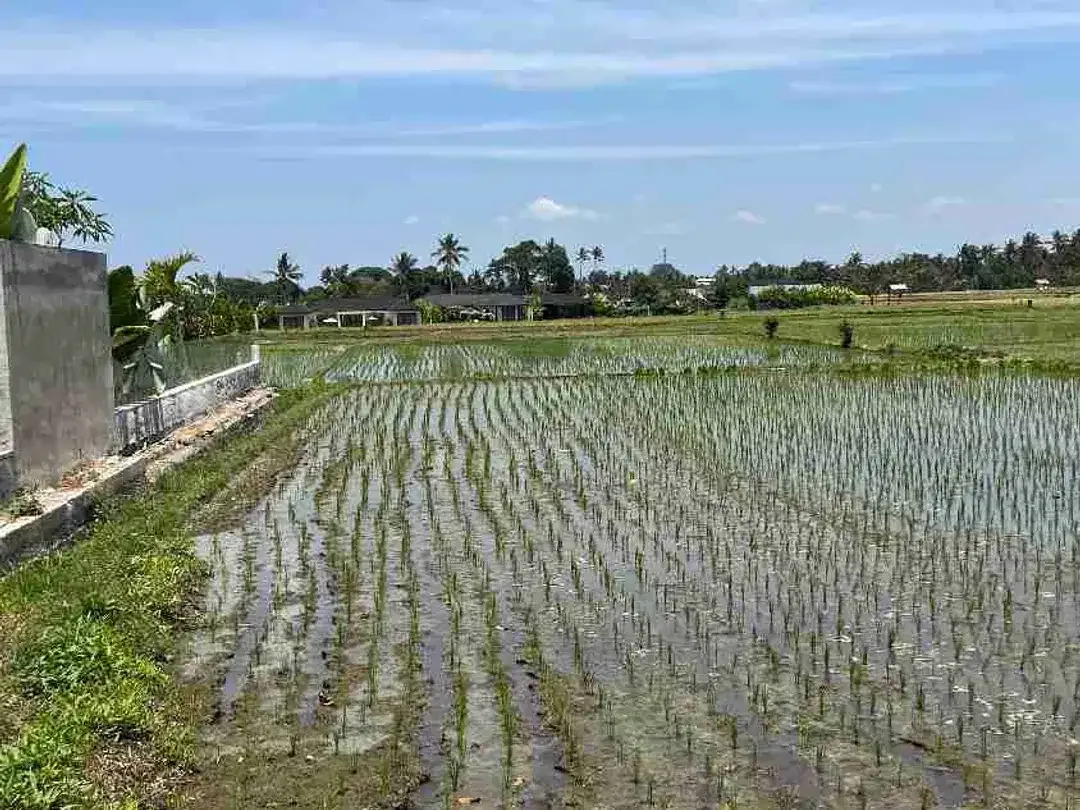 DIJUAL CEPAT TANAH SUPER PREMIUM STRATEGIS LOKASI BERADA DI LOD TUNDUH UBUD GIANYAR BALI. LINGKUNGAN PRIVATE VILLA LAHAN INI SANGAT COCOK DI KAVLING VILLA / DI BUAT KOMPLEKS VILLA / DI BANGUN HOTEL - Image 5 of 10
