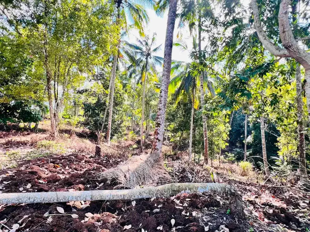 jual tanah kebun view sawah dan lembah indah di selemadeg timur tabanan bali. - Image 9 of 10
