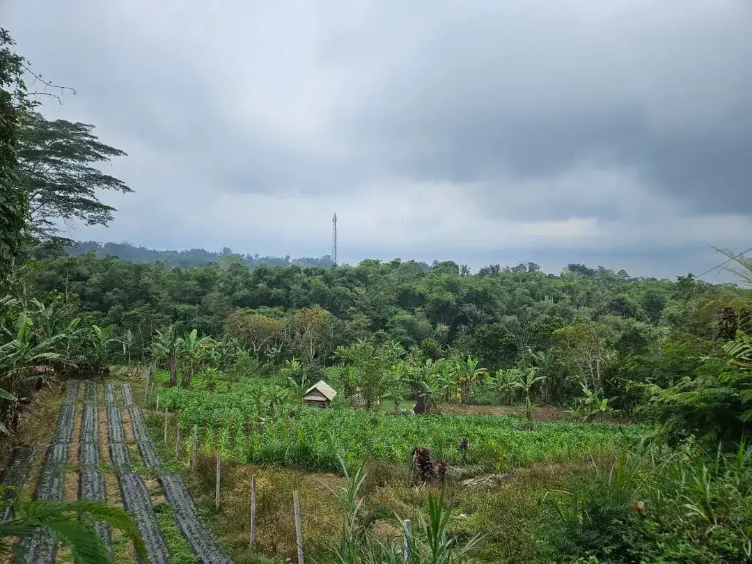 Dijual Tanah Pertanian Strategis di Andong, Baturiti – Tabanan - Image 2 of 4