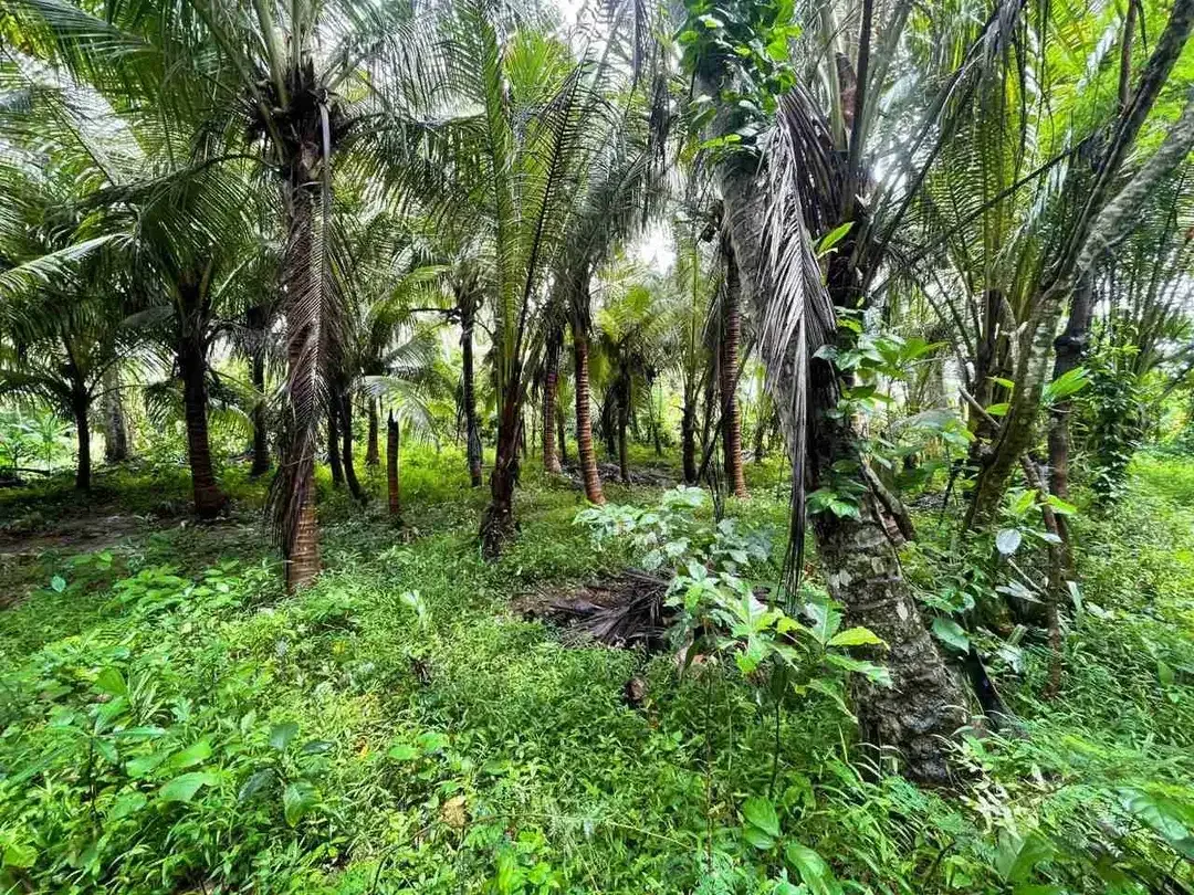 Tanah Pariwisata Los Sungai View Laut Gianyar - Image 10 of 10