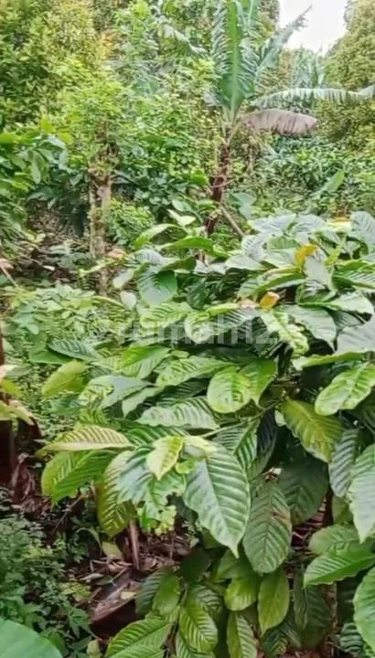 Tanah Strategis Dekat Air Terjun Bedugul, Buleleng - Image 1 of 4