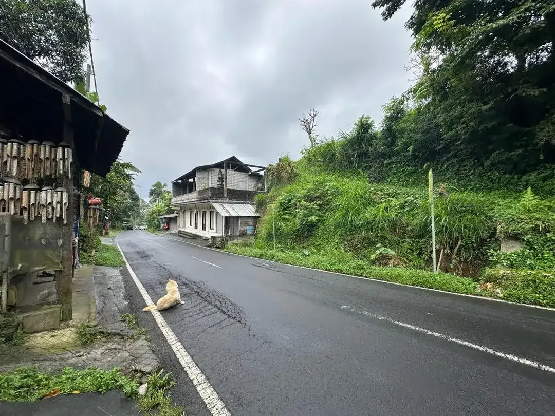 DIJUAL – Tanah Premium di Tegalalang dengan View Sawah & Pegunungan - Image 8 of 10