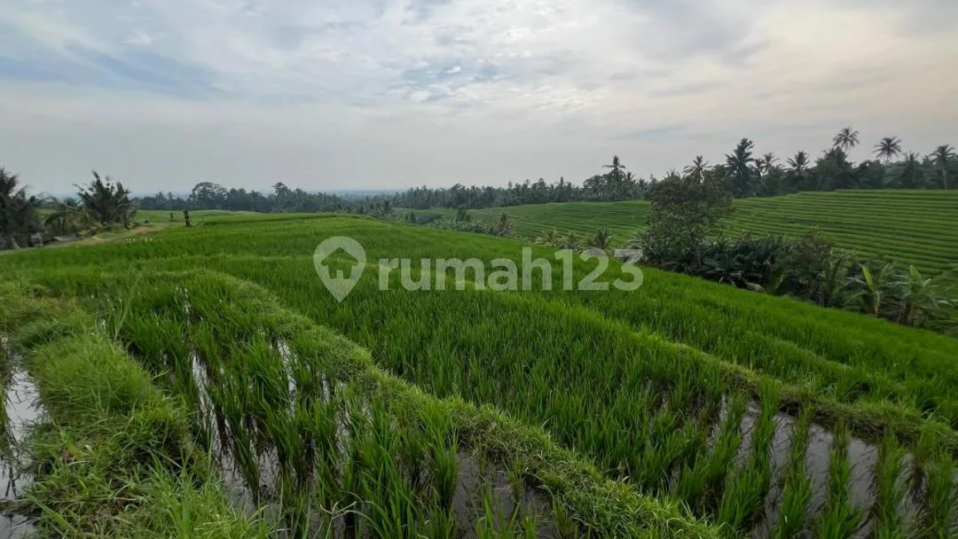 Jual Tanah Sawah Produktif untuk Investasi yang Menguntungkan. - Image 2 of 4