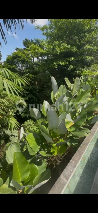 Villa Sewa View Hutan Sungai Siap Huni Harga Murah - Image 2 of 4
