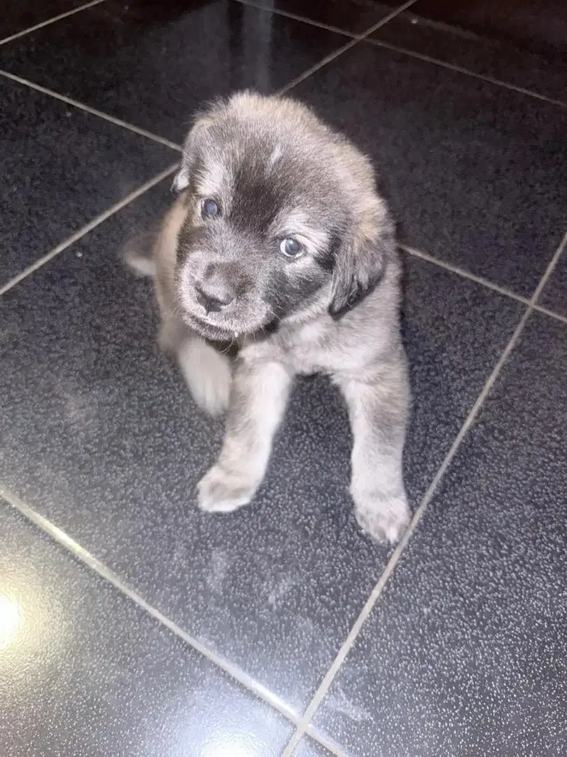 Anakan Anjing Husky Mix Golden - Image 1 of 2