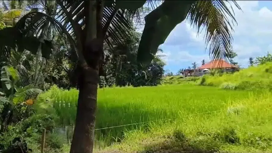 Tanah Datar Los Sungai View Sawah di Pejeng Kangin Ubud - Image 5 of 10