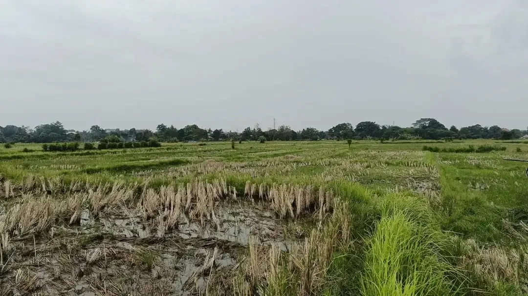 Tanah View Sawah di Ubud Gianyar, Cocok untuk Villa atau Investasi - Image 3 of 7