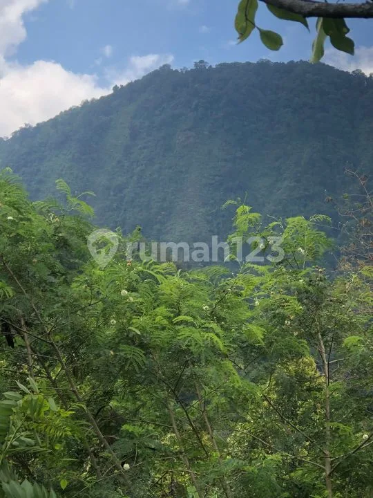 Murah 15 Jt Per Are Tanah Kebun Subur Punya Mata Air Sawan Buleleng Bali - Image 3 of 4