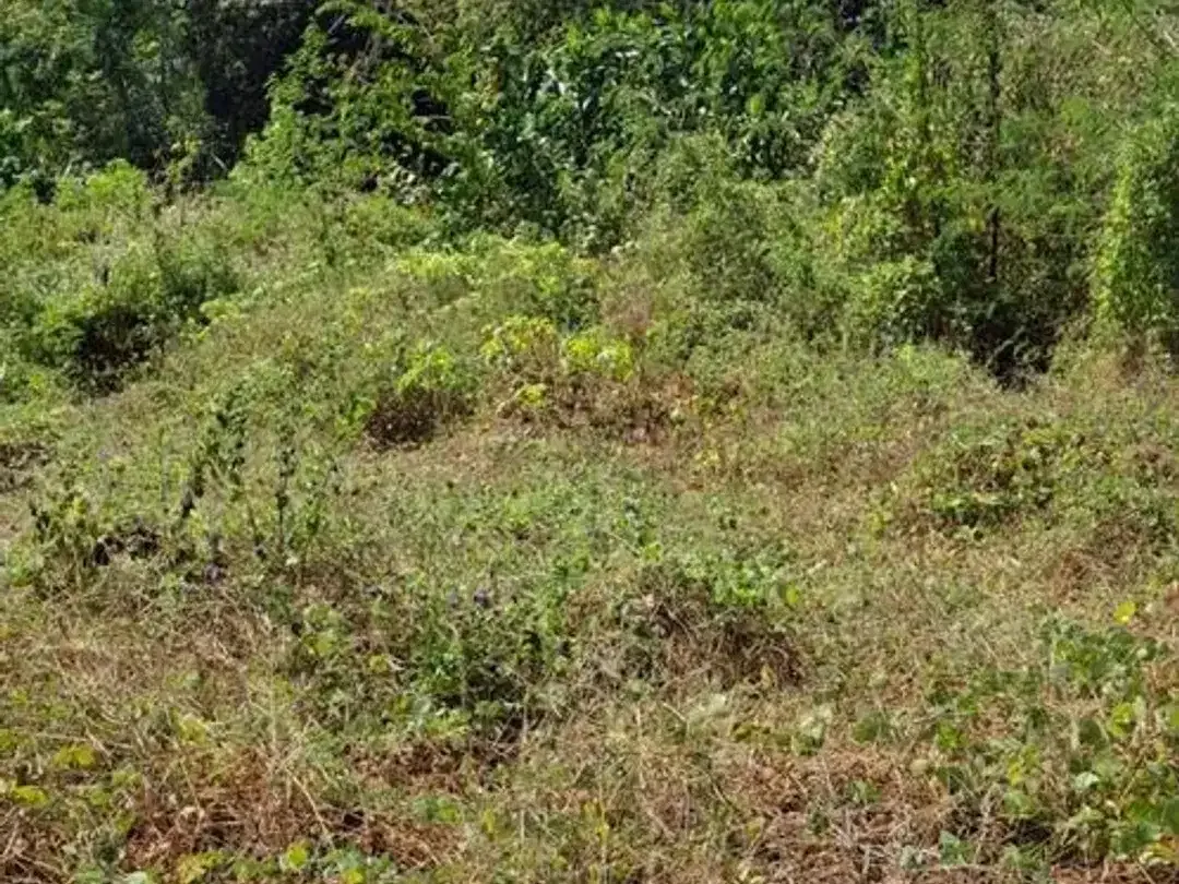 Tanah strategis Luas total 2,8 hektar Disewakan, di Labuan Sait Pecatu - Image 2 of 5