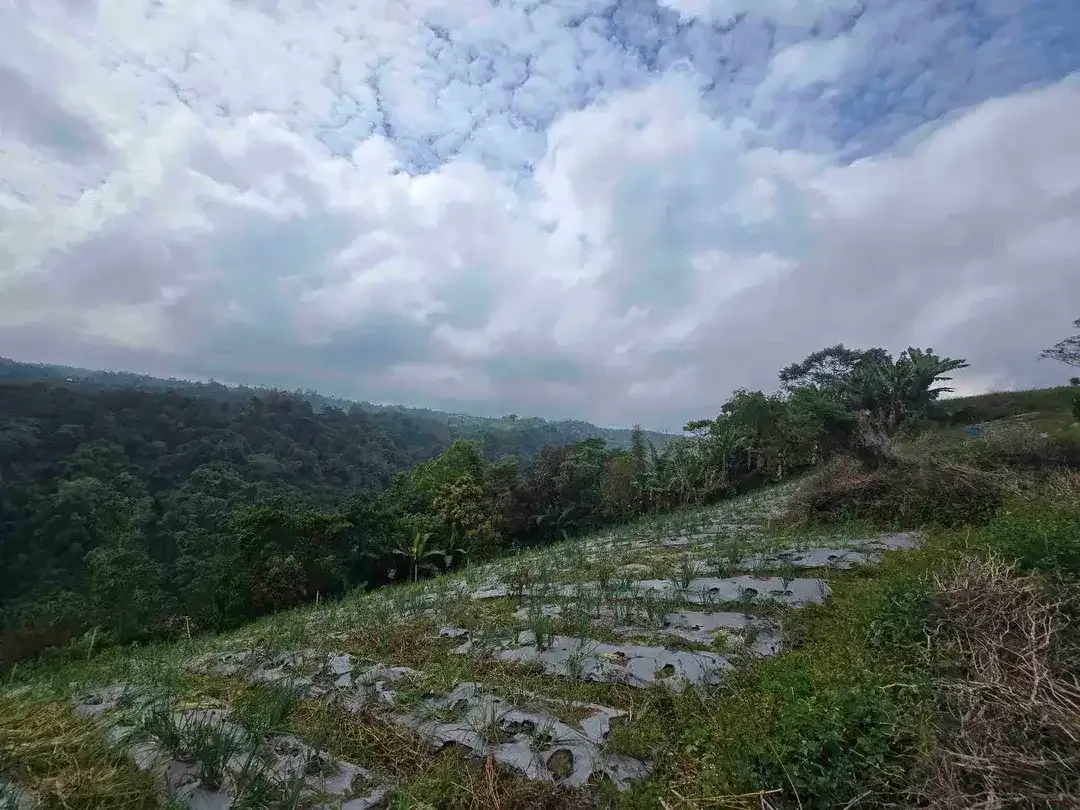 Dijual tanah view lembah sangat cantik di kintamani bali - Image 3 of 10