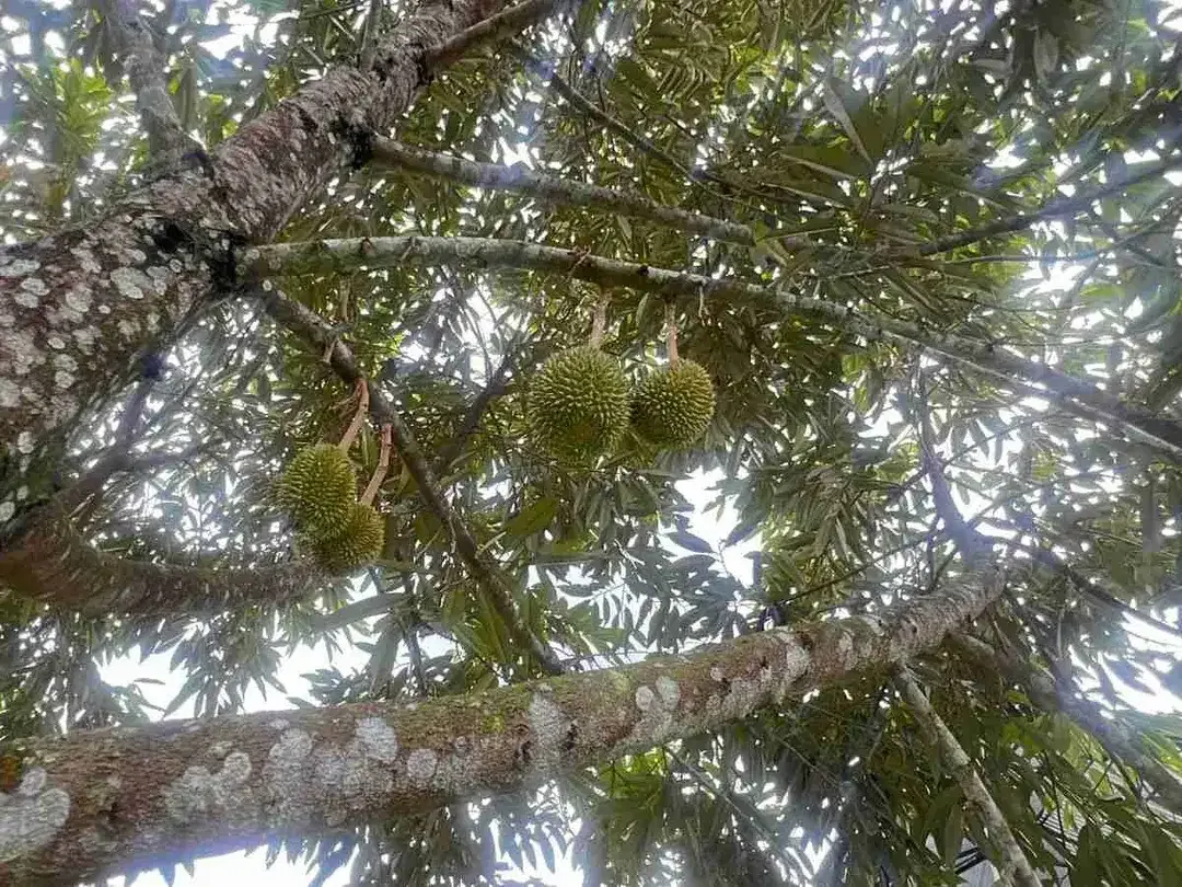 Jual kebun durian premium harga murah view bagus di tabanan bali. - Image 8 of 10