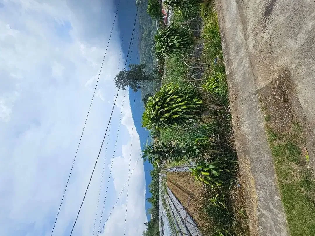 Tanah kebun zona residen cocok untuk investasi dan billa - Image 7 of 9
