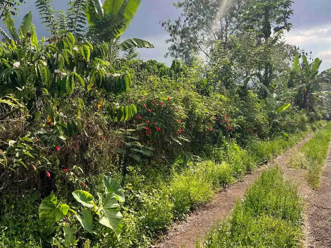 Dijual kebun kopi produktif siap panen harga murah view bagus di tabanan bali - Image 10 of 10