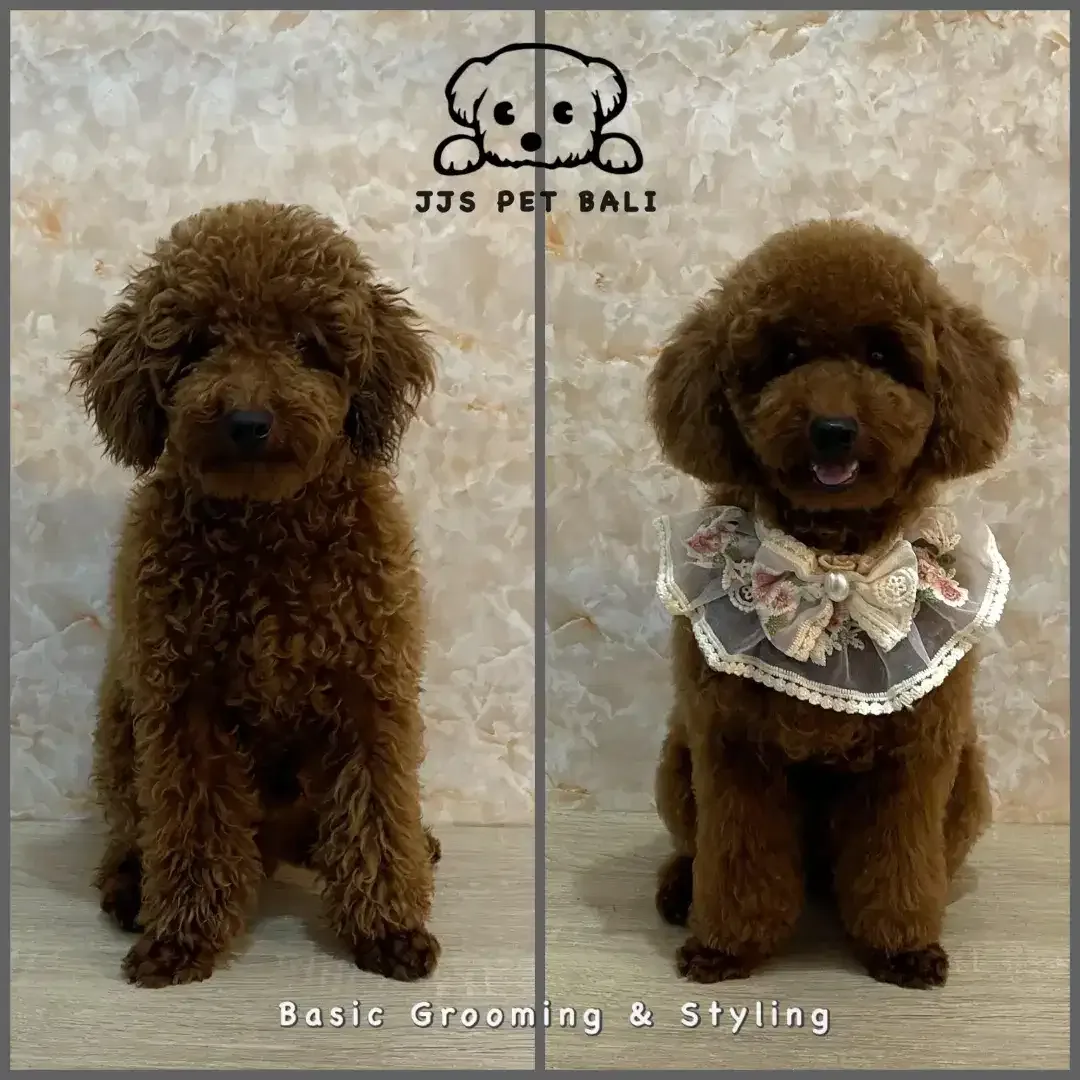 Grooming anjing profesional - Image 10 of 10