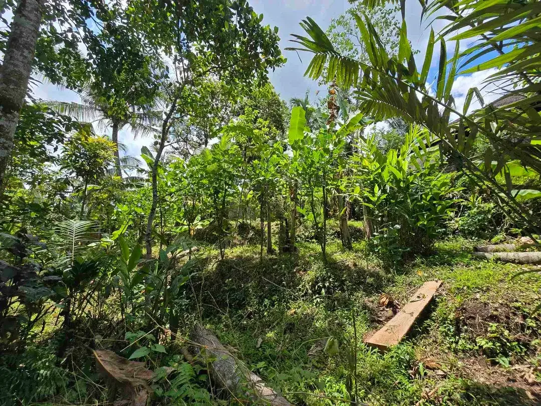 Dijual tanah murah los sungai di tabanan bali - Image 6 of 10
