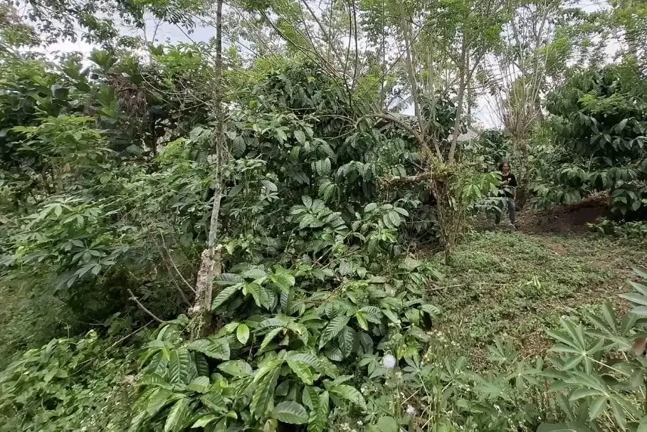 Kebun kopi subur view gunung watukau di tabanan - Image 2 of 7