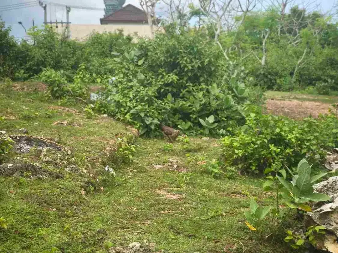 dijual tanah 5 are  harga 500 juta per are Kawasan GWK ungasan Kuta Selatan Badung Bali - Image 5 of 10