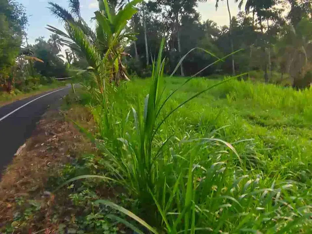 jual tanah kebun view sawah lembah dengan sunset yang cantik di tabanan bali - Image 10 of 10