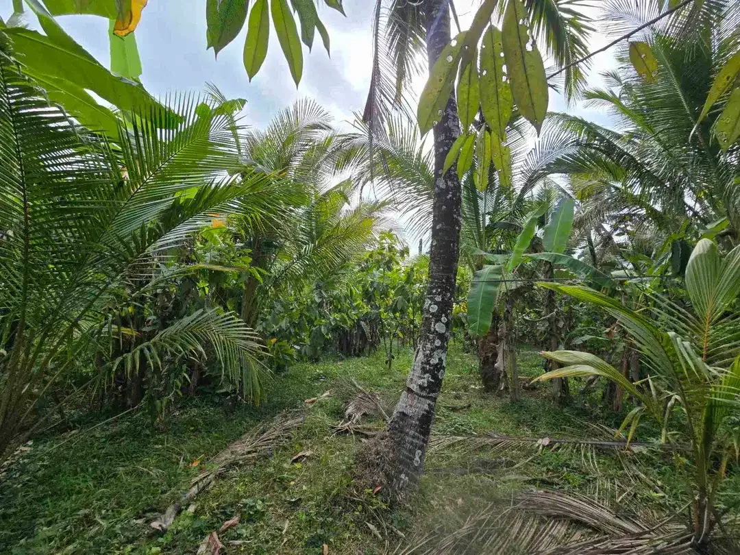 Dijual tanah murah view sawah akses jalan hotmik di tabanan bali - Image 7 of 10
