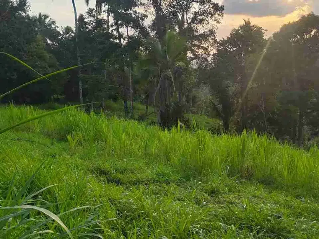 jual tanah kebun view sawah lembah dengan sunset yang cantik di tabanan bali - Image 7 of 10
