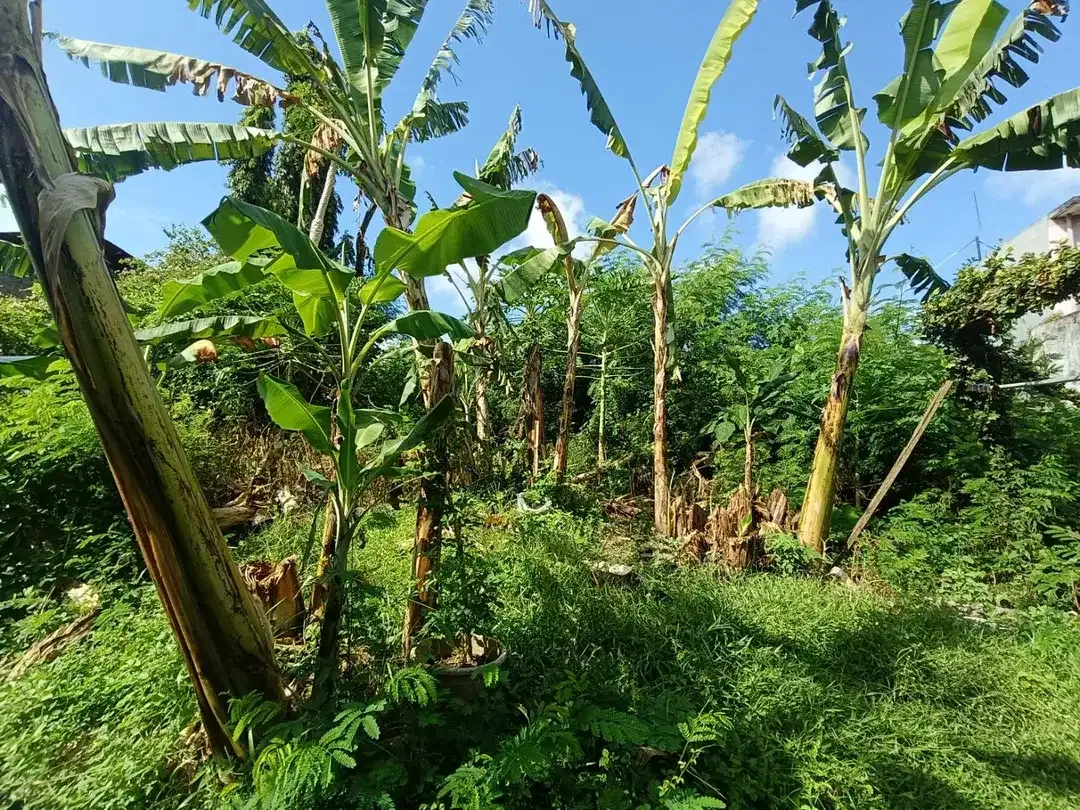 Tanah Sewa Murah di Jimbaran Bawah Dekat Nasi Ayam Bu Oki, Cocok Untuk Dibangun Rumah Kos - Image 7 of 10