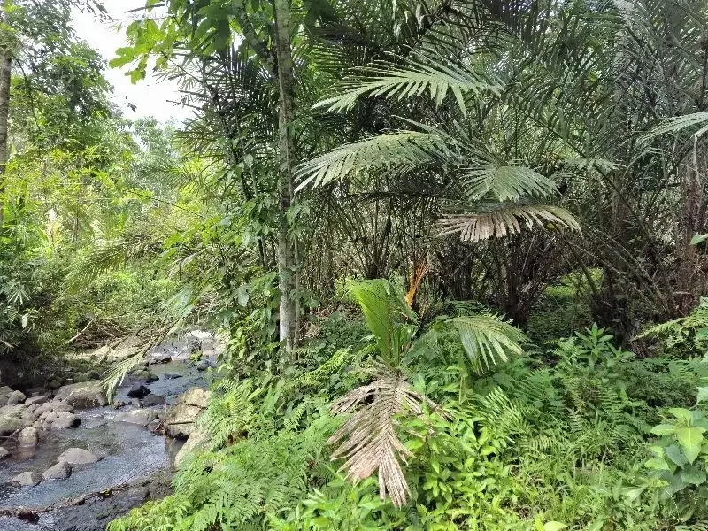 Dijual tanah kebun durian los sungai bebatuan di tabanan bali - Image 3 of 10