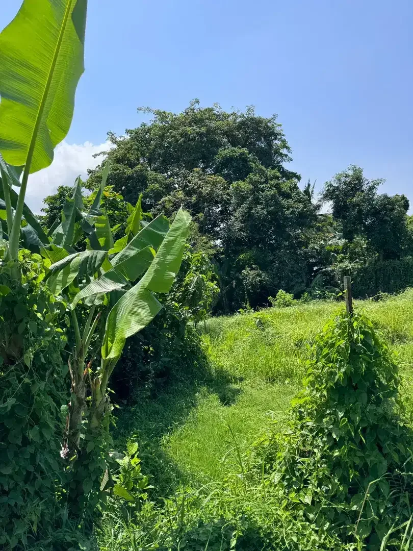 18 mnit to Canggu , Nyanyi Beach close nuany city - Image 6 of 6