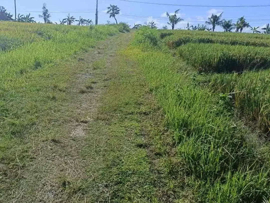 Dijual tanah lokasi pantai nyanyi tabanan Bali,lokasi sebelah barat pantai cemagi - Image 2 of 9