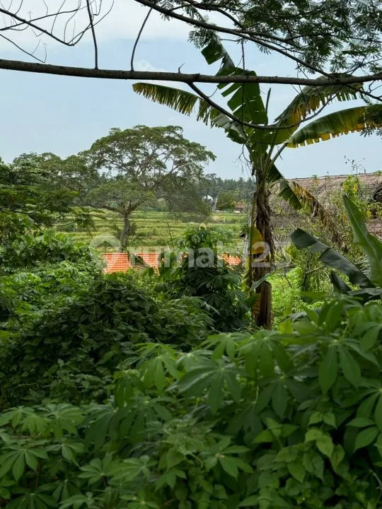 Dijual Tanah di Mas, Ubud - View Sawah & Lingkungan Villa Tenang - Image 2 of 4