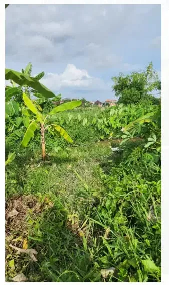 Tanah View Sawah di Kerobokan Kuta Utara - Image 1 of 10