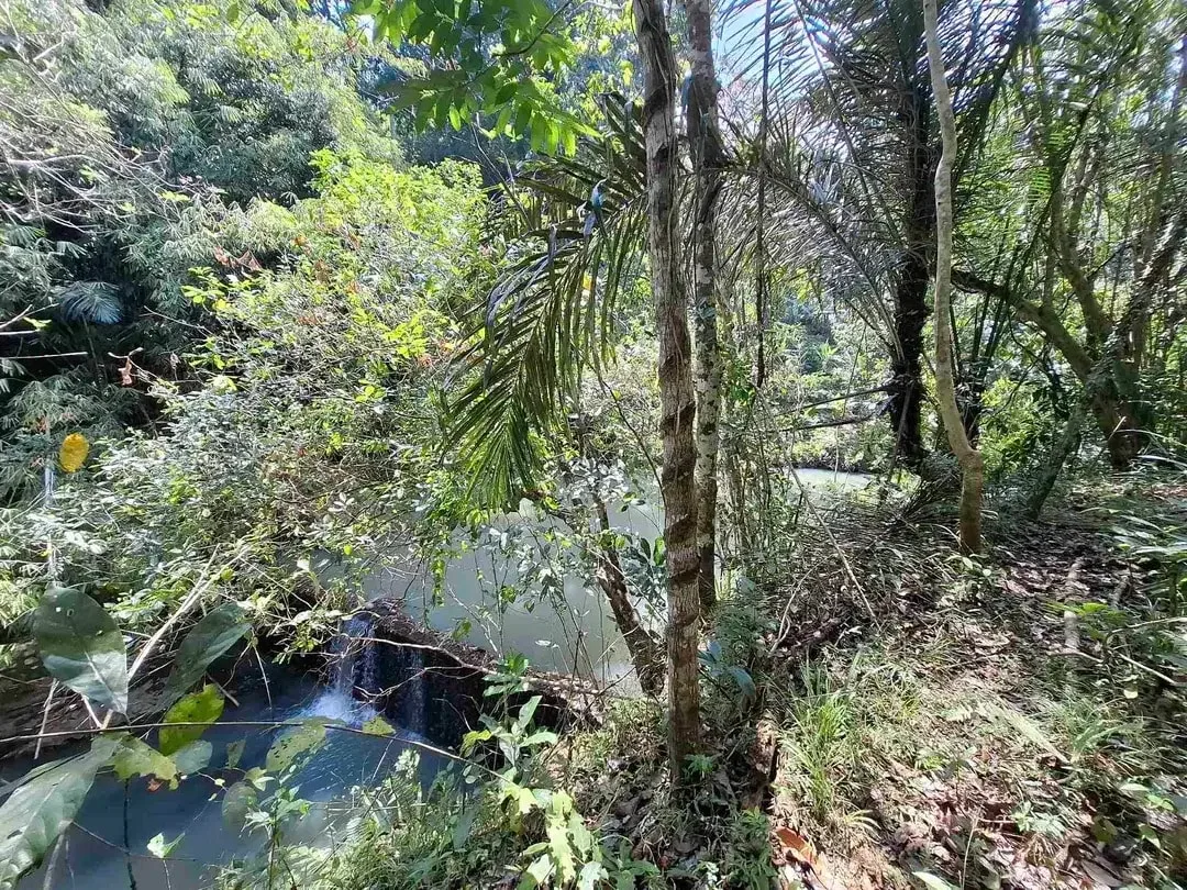 dijual tanah los sungai jernih berbatu lokasi sangat strategis dekat dengan jalan denpasar gilimanuk dijual di bawah harga pasar - Image 3 of 10