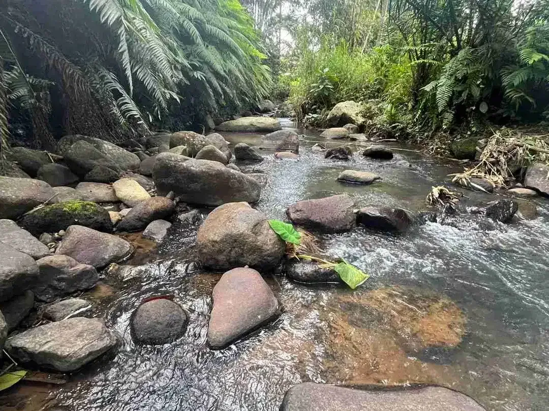 jual tanah kebun kopi Los sungai view sawah di pupuan tabanan bali. - Image 1 of 10