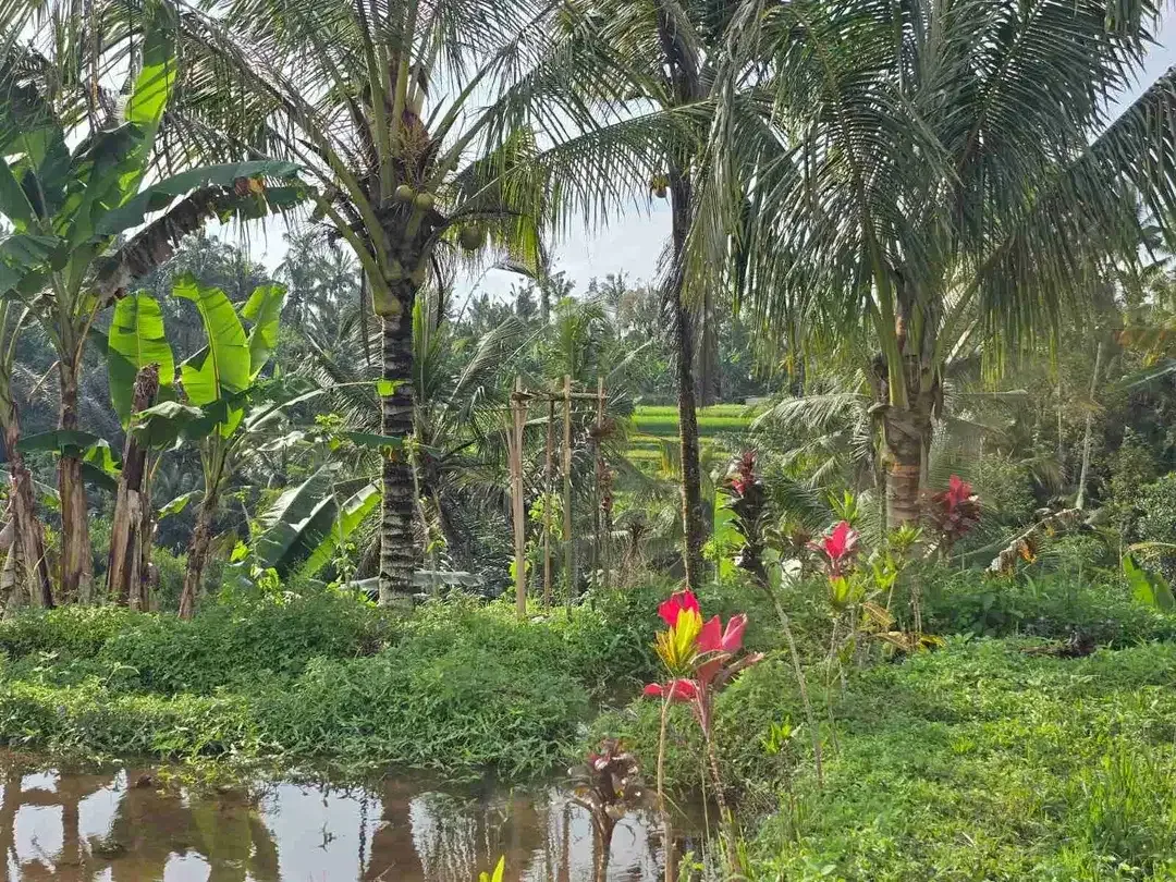 tanah kebun datar view sawah ketinggian 700 mdpl - Image 4 of 10