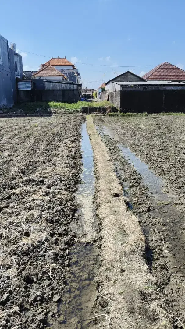 DIJUAL KAVLING SHM SIAP BANGUN DI BUDUK - MULAI 100 M² - VIEW SAWAH - Image 3 of 5